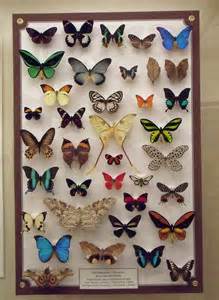 Collection: Butterflies .